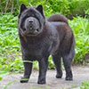 Chow-chow black smooth FORTUNA I FAVN GALIANO