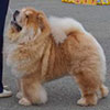 Chow-chow Il De Bote GINJE