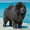 Chow-chow Il De Bote SASSENAZH