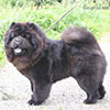 Chow-chow Incipit XENA