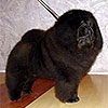 Chow-chow L&A GOODTYMES BLACK SABBATH