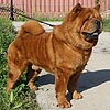 maximize chow-chow