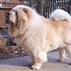 maximize chow-chow