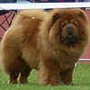 maximize chow-chow