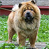 Chow-chow red OKTAVIYA FAYERI S SERGIEVA POSADA