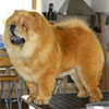 Chow-chow Paramount AMERICAN OUTLAW