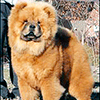 chow chow PARAMOUNT HI-TONE