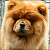 chow chow PARAMOUNT IN THE ARMS OF AN ANGEL