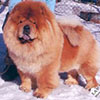 maximize chow-chow