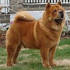 maximize chow-chow