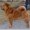 Chow-chow red smooth TI AI SHI PLUSH S SERGIEVA POSADA