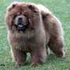 maximize chow-chow