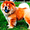 chow-chow 