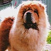 maximize chow-chow