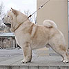 Chow-chow cream smooth WHITE VELVET SNEZHNY BARS