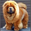 maximize chow-chow