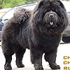 maximize chow-chow