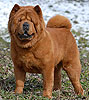 maximize chow-chow