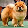 chow chow BON TRIUMPH SHANS