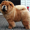 maximize chow-chow