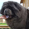 chow-chow BORTE CHINO WEB VEID BLUE JAZZ