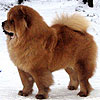 maximize chow-chow