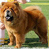 maximize chow-chow