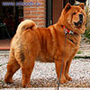 Chow-chow LAV STORY NORMANDIA