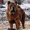 maximize chow-chow