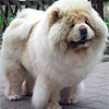 maximize chow-chow