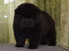 Chow-chow puppy black boy Lav Stori ANGLARS SENT FELITZ (Filya)