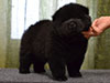 Chow-chow puppy black boy Lav Stori ANGLARS SENT FELITZ (Filya)