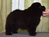 Chow-chow puppy black boy Lav Stori ANGLARS SENT FELITZ (Filya)