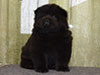 Chow-chow puppy black boy Lav Stori ANGLARS SENT FELITZ (Filya)