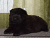 Chow-chow puppy black boy Lav Stori ANGLARS SENT FELITZ (Filya)