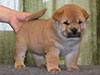 Chow-chow puppy red girl Lav Stori AMBLY-FLEURY (Fleur)