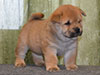 Chow-chow puppy red girl Lav Stori AMBLY-FLEURY (Fleur)