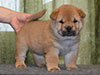 Chow-chow puppy red girl Lav Stori AMBLY-FLEURY (Fleur)