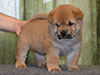 Chow-chow puppy red girl Lav Stori AMBLY-FLEURY (Fleur)