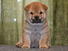 Chow-chow puppy red girl Lav Stori AMBLY-FLEURY (Fleur)