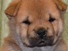 Chow-chow puppy red girl Lav Stori AMBLY-FLEURY (Fleur)