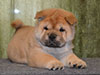 Chow-chow puppy red boy Lav Stori AGEN-d'AVEYRON (Jan)