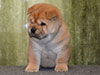 Chow-chow puppy red boy Lav Stori AGEN-d'AVEYRON (Jan)