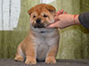 Chow-chow puppy red boy Lav Stori AGEN-d'AVEYRON (Jan)