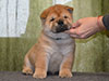 Chow-chow puppy red boy Lav Stori AGEN-d'AVEYRON (Jan)