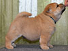 Chow-chow puppy red boy Lav Stori AGEN-d'AVEYRON (Jan)