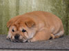 Chow-chow puppy red boy Lav Stori AGEN-d'AVEYRON (Jan)