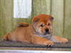 Chow-chow puppy red boy Lav Stori ALMONT-LES-JUNIES (Jules)