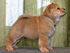 Chow-chow puppy red boy Lav Stori ALMONT-LES-JUNIES (Jules)