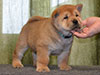 Chow-chow puppy red boy Lav Stori ALMONT-LES-JUNIES (Jules)